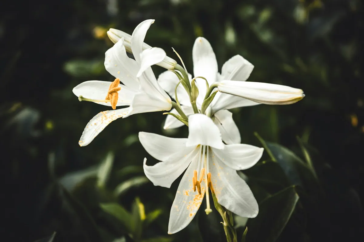 緑の葉を背景に咲く白い百合の花